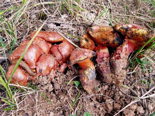 Un quiz ...facile....Boletus